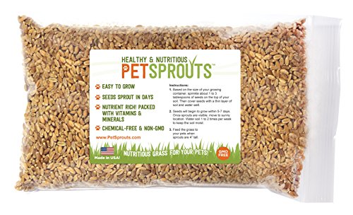 Wheatgrass seeds - cat grass seeds, hard red wheat, one…
