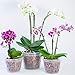 DAN Market Orchid Breathable Slotted Clear Plastic Pot (5.5 inch (4 Pack))