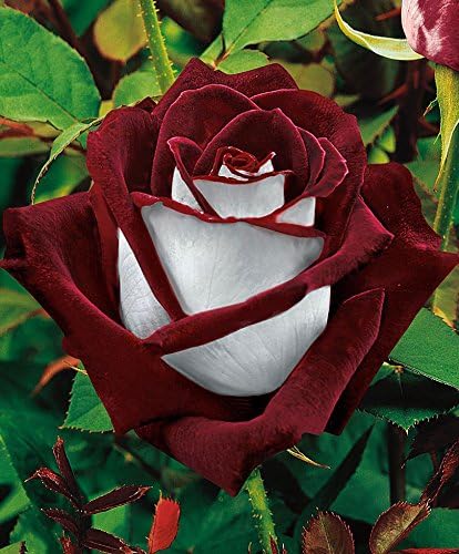 20 Rare Osiria Hybrid Tea Rose Seeds 