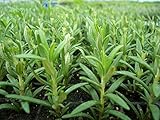 Rosemary Herb (Organic/heirloom) 100 Seeds Upc 643451294729