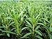Rosemary Herb (Organic/heirloom) 100 Seeds Upc 643451294729