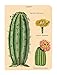 Cavallini Papers & Co., Inc. Succulents Mini Notebooks 4 x 5.5