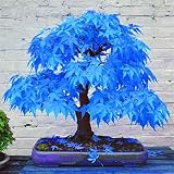 Go Garden 2016 100% Real Japanese Ghost Blue Maple Tree Bonsai Bonsai, 20 Bonsai/Pack, Acer Palmatum Atropurpureum, Bonsai Sow All Year: Red