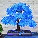 Go Garden 2016 100% Real Japanese Ghost Blue Maple Tree Bonsai Bonsai, 20 Bonsai/Pack, Acer Palmatum Atropurpureum, Bonsai Sow All Year: Red