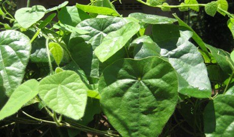 20 Seeds Suong Sam Long Tropical Herb Natural Green Vine Jelly Plant Seeds Cyclea Barbata Buy Online In Antigua And Barbuda At Antigua Desertcart Com Productid 75932432