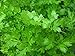 Parsley Italian Non GMO Heirloom Leafy Garden Herb 100 Seeds by Sow No GMO