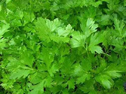 Parsley Italian Non GMO Heirloom Leafy Garden Herb 100 Seeds by Sow No GMO Parsley Italian Non GMO Heirloom Leafy Garden Herb 100 Seeds by Sow No GMO