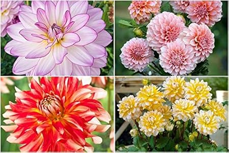 FERNSFLY Flower Bulbs IMP. Dahlia | Dhalia | Dahalia Perennial Flower Bulbs Excellent Quality Attractive Aromatic Flower Home Outdoor Gardening Flowering Bulbs (Pack Of 8 Mutli Collection)