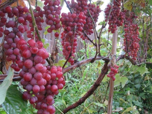 Vanessa Grape Vines - Red Seedless Grapes - 2 yr Old Healthy Bare Root Plants-3 pack