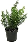 Foxtail Fern - Asparagus meyeri - 4" Pot - Easy to Grow - Great Houseplant