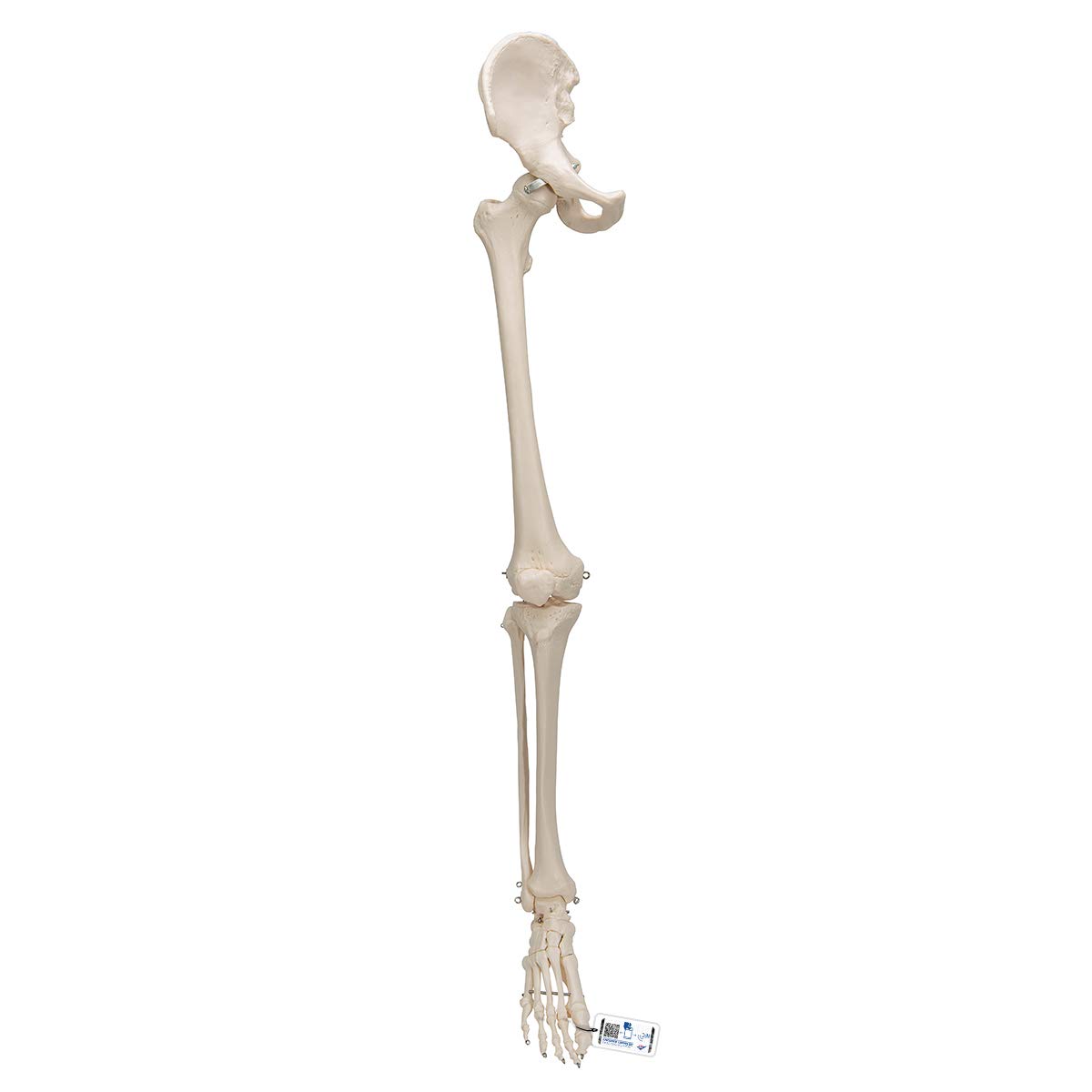 3B Scientific Leg Skeleton with Hip Bone Model + free anatomy software - 3B Smart Anatomy