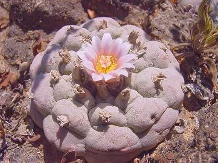 Lophophora Williamsii V Sandia El Grande Peyote 50 Samen Amazon De Garten