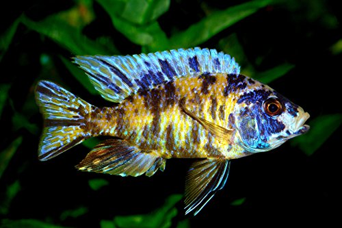 EARTHWORM STICKS,Fish Food,Bottom Feeders,plecos,Catfish,Cory Cats,Shrimp - 2oz - ABF36 - Thumbnail 3