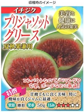 Amazon いちじく プリジャソットグリース 4号ポット 苗木 植木