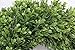 Realistic Artificial Indoor-Outdoor Greenery Mini Wreath 13 Inch Boxwood Green Wreaths for Front Door or Wall - Hanging Farmhouse Decor by Naturally Home Accents