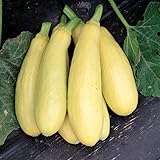 David's Garden Seeds Squash Summer Early Prolific Straightneck SL1149 (Yellow) 50 Non-GMO, Heirloom Seeds