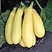 David's Garden Seeds Squash Summer Early Prolific Straightneck SL1149 (Yellow) 50 Non-GMO, Heirloom Seeds primary