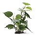 Fluval Anubias Plant for Aquarium, 12-Inch