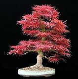 Big Sales!!! 20pcs blue maple seeds chinese rare blue bonsai maple tree seeds Bonsai Plants Trees for flower pot planters