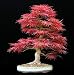 Big Sales!!! 20pcs blue maple seeds chinese rare blue bonsai maple tree seeds Bonsai Plants Trees for flower pot planters primary