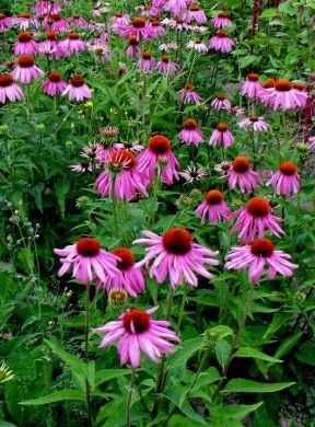 -Bulk- CONEFLOWER -Purple- "Echinacea purpurea" 500+Perennial seeds