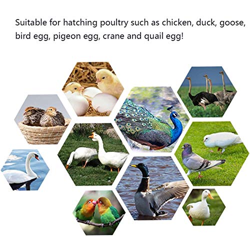CHICTI Inkubator Vollautomatisch Brutmaschine Auto Flip Eierbrutkasten Mit Effizienter LED Beleuchtung Für Hühnergans… – Bild 8