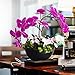 YILIYAJIA Artificial Flowers Orchids Purple Decor Faux Flowers Arrangement Potted Plants Rustic Table Centerpieces Floral Decorations Realistic Phalaenopsis for Home Office Hotel Room