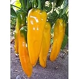Marconi Sweet Pepper Seeds (Golden) - A Heirloom