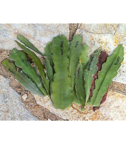 Amazon.com : Epiphyllum Orchird Cactus German Empress - 1 cutting 6-8" :  Patio, Lawn & Garden