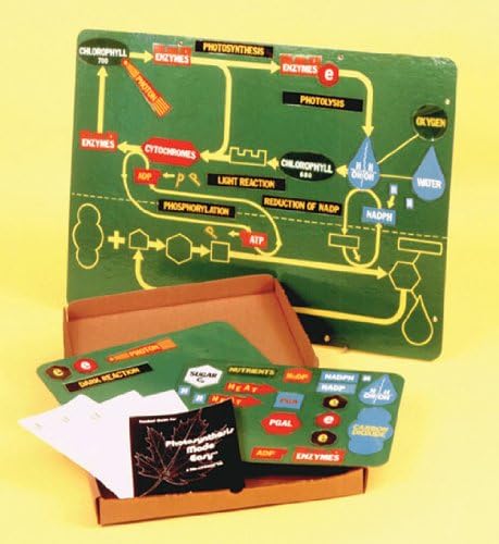 National Teaching Aids T-605 Teaching Photosynthesis