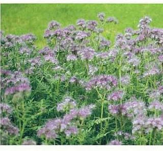 Amazon アンジェリア 1kg 花