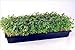 50 Plant Growing Trays (WITH Drain Holes) - 20