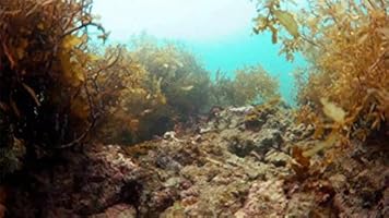 thorrobotics underwater drone