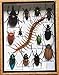 Real Centipede and MIXS Rare Insect Taxidermy Set in Boxes Display for Collectibles