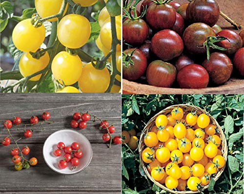 David's Garden Seeds Collection Set Tomato Cherry 9337 (Multi) 4 Varieties 200 Non-GMO, Open Pollinated Seeds