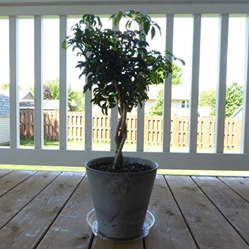 3 YOUniversal+Products+Clear+Plant+Saucers