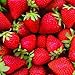Giusto Sapore Strawberry Sweet Fruit Italian Vinegar 8.5oz - Premium All Natural Infused Gluten Free Gourmet Brand - Imported from Italy and Family Owned