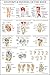 Palace Learning 2 Pack - Anatomy and Injuries of The Knee & Hip Poster Set - Anatomical Chart Set - Laminated 18