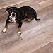 Cali Bamboo - Cali Vinyl Pro Commercial Vinyl Flooring, Extra Wide, Nantucket Harbor - Distressed Gray Wood Grain - Sample Size 6