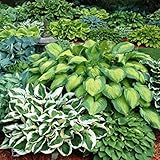 6 Pack of Mixed Heart-Shaped Hosta Bare Roots