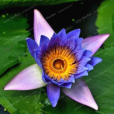 Pasonaseeds - Bonsai - Pcs Nymphaea Bonsai Lotus Jamaica | Ubuy