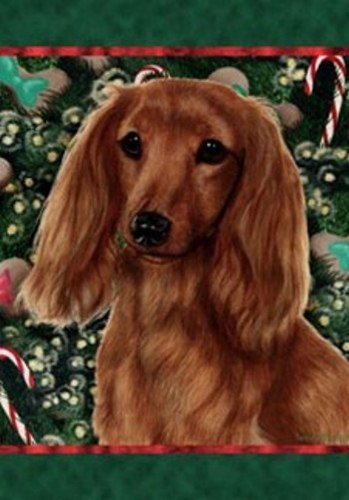 Amazon Com Best Of Breed Dachshund Long Haired Red Indoor