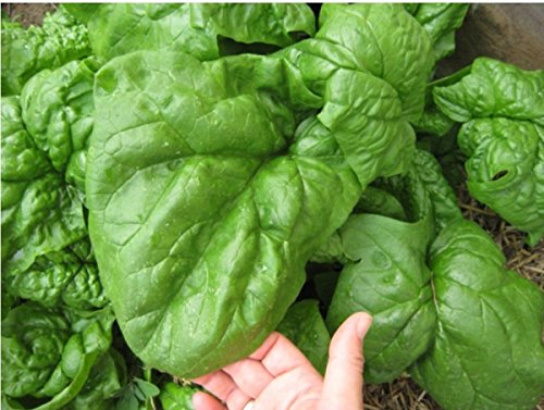 Seeds Spinach Winter Giant Water Vegetable Organic Heirloom Russian Ukraine