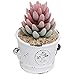 MyGift French Country Rustic White Ceramic Succulent Planter Flower Pot/Decorative Accessory Jar