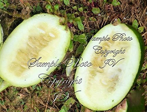 5 Seeds Rare Cucumeropsis mannii Egusi-itoo African Melon Seed is Used for Oil