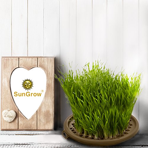image for SunGrow Activate Cat’s Senses with Grass Toy -- Grow your Own Patch 