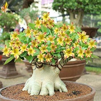 All Season Gardens Coconut Lagoon Rare 'Swaziland Princess' Sabi Star Gemini Desert Rose Yellow Adenium 1 Healthy Live Plant
