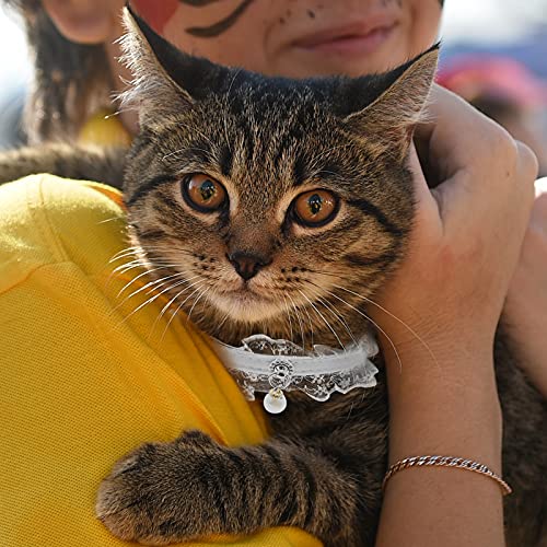 female cat collars
