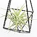 NCYP Modern Rustic Art Style Freestanding Hanging Metal Tillandsia Air Plant Rack Holder Black 10 inches Height Quadrilateral Pyramid Shape Geometric Hollow Flower pots, No Plants Included