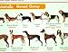 My Dog Breeds Poster More Than 100 World Dogs Specie for Education Demonstration